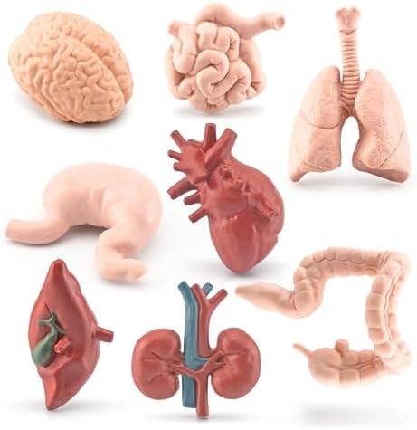 GUFOPONAS 2 Inch 8PCS Human Body Model for Kids Mini Fake Body Parts Sets Human Anatomy Model Anatomy and Physiology Good Tools Students Sciences Learning Kit for Boys Girls Kids