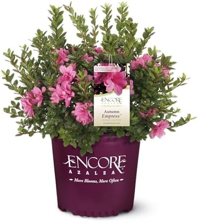 Encore Azalea 1 Gal. Autumn Empress Azalea Shrub