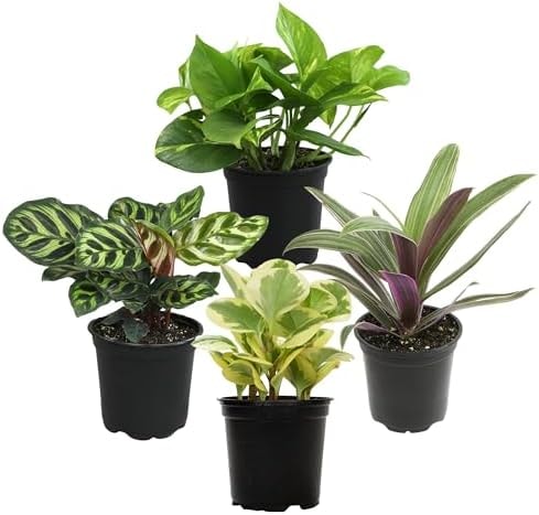 Essential Houseplant Collection (4PK) Live Plants Indoor Plants Live Houseplants in Plant Pots, Easy House Plants Indoors Live, Snake Plant, Pothos in Potting Soil, Clean Air Plants by Plants for Pets