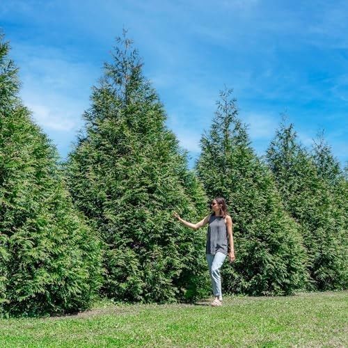 Perfect Plants Thuja Green Giant Arborvitae, Liner (18-Pack), Privacy Trees