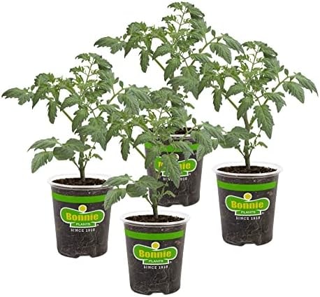 Bonnie Plants Cherokee Purple Tomato Live Vegetable Plants - 4 Pack, Heirloom Tomato, 10 - 12 Oz. Fruit Size, Great for Slicing