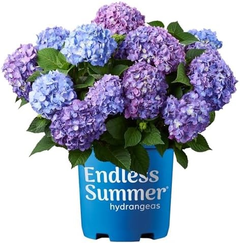 Endless Summer Hydrangea Bloomstruck, 2 Gallon
