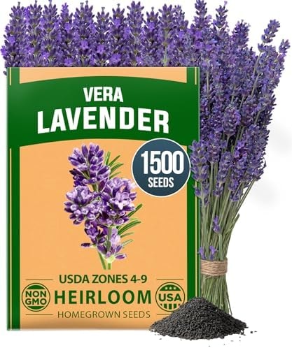 HOME GROWN Non GMO English Lavender Seeds 1,500+ Wildflower Seed for Planting Indoor/Outdoor, High Germination, Plant Flower Seeds (Lavandula antustifolia)