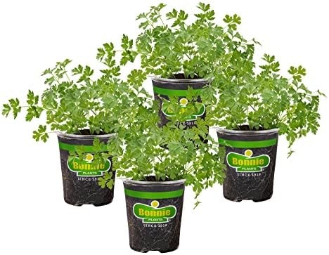Bonnie Plants Flat Italian Parsley Live Herb Plants - 4 Pack, Biennial, Non-GMO, Garnish, Seasoning, Salads, Palate Cleanser