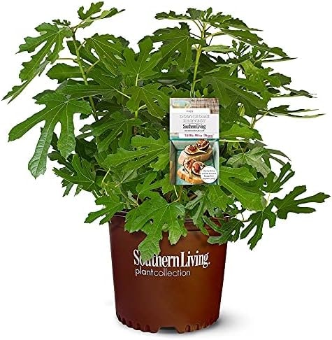 Southern Living 2 Gal. Little Miss Figgy Plant
